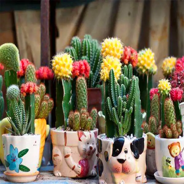 Promotion! 1000pcs rare cactus plant Japan best selling succulent flower bonsai plant indoor plant home and garden decoration Promotion! 1000pcs rare cactus plant Japan best selling succulent flower bonsai plant indoor plant home and garden decoration