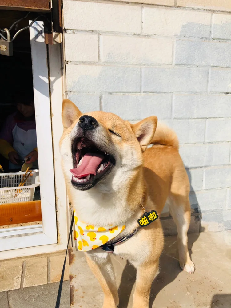 do animal de estimação da etiqueta do cão para cães