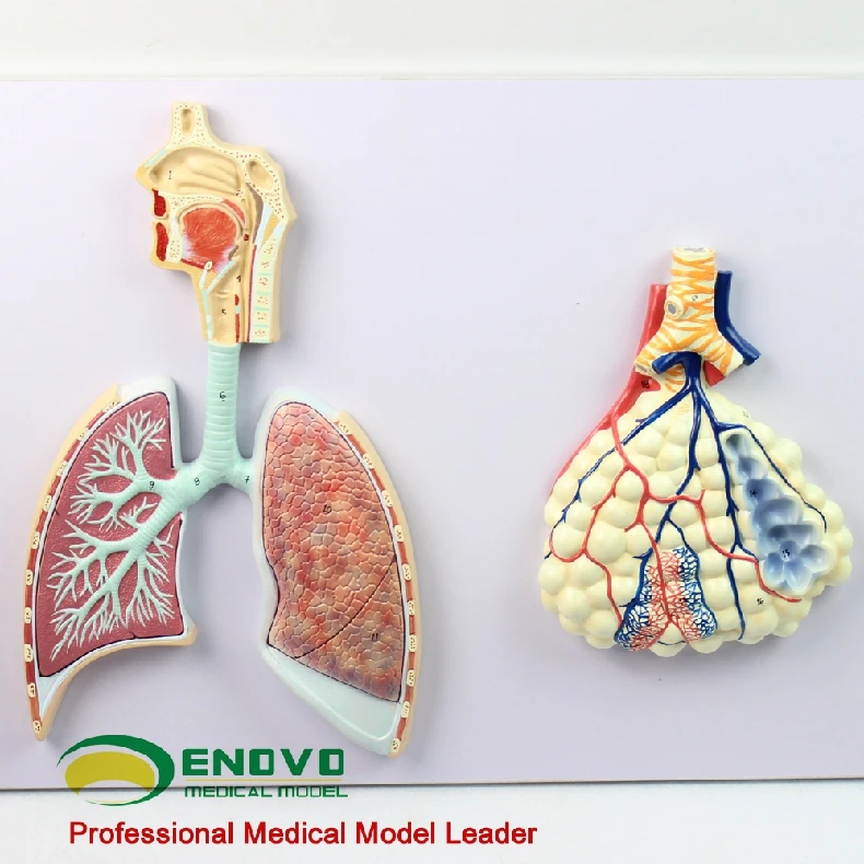 Human anatomy model of the human body lung segment nasal