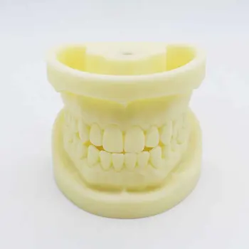 

Preparation dental dental cast mold resin dentistry teaching dental practice dental model teeth mode