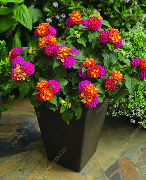 compra lantana planta online al por mayor de china compra lantana planta online al por mayor de china