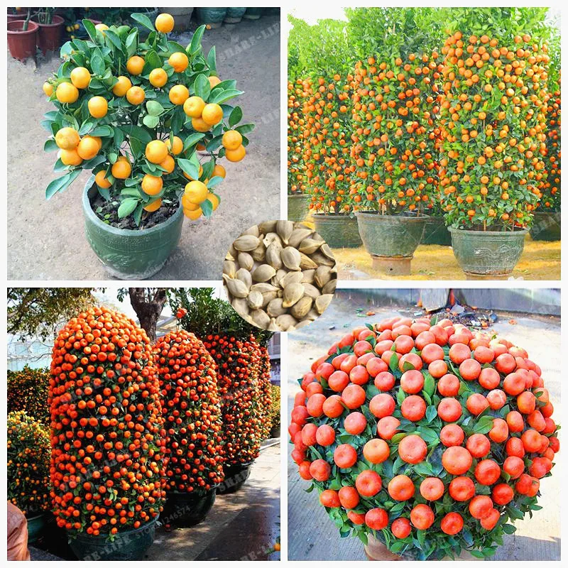 

30 Pcs/Bag Orange Bonsai Climbing Orange Tree Bonsai Organic Fruit Bonsai Like A Christmas Tree Pot For Home Garden Plant