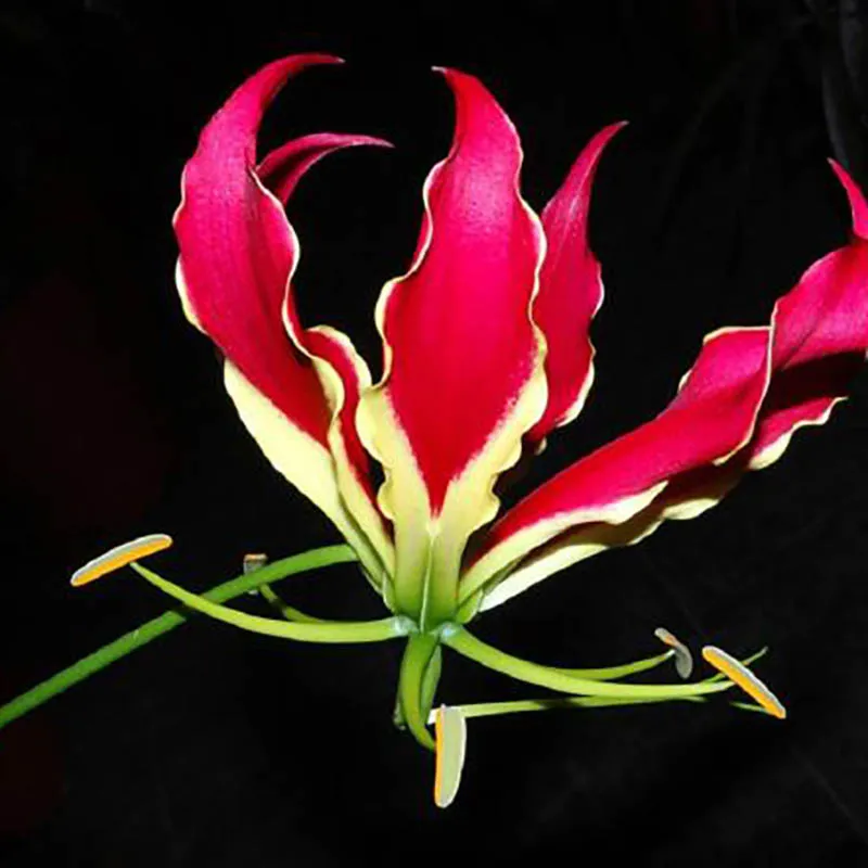 1 pcs Bulb Flame Lily Bulbs GreenSeedGarden