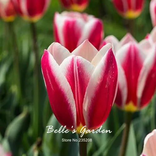 Us 8 49 5pcs Rare Red White Tulip Bulbs Bonsai Flower Tulipa Le Light Home Garden Potted Plants Perennial In From