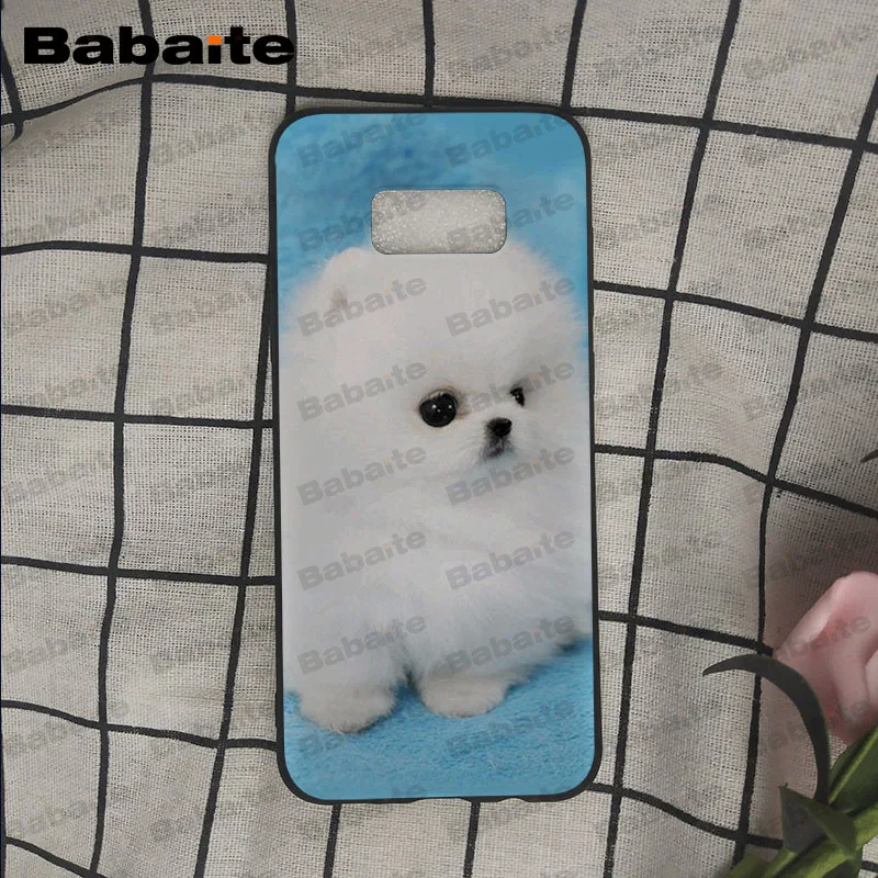 Pomeranian dogs puppy