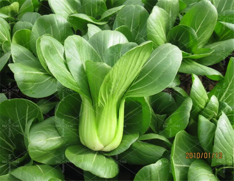 

200 pcs shanghai Green bonsai Small Cabbage Small Vegetables 4 Seasons Sowing Garden Balcony Potted Vegetable bonsais