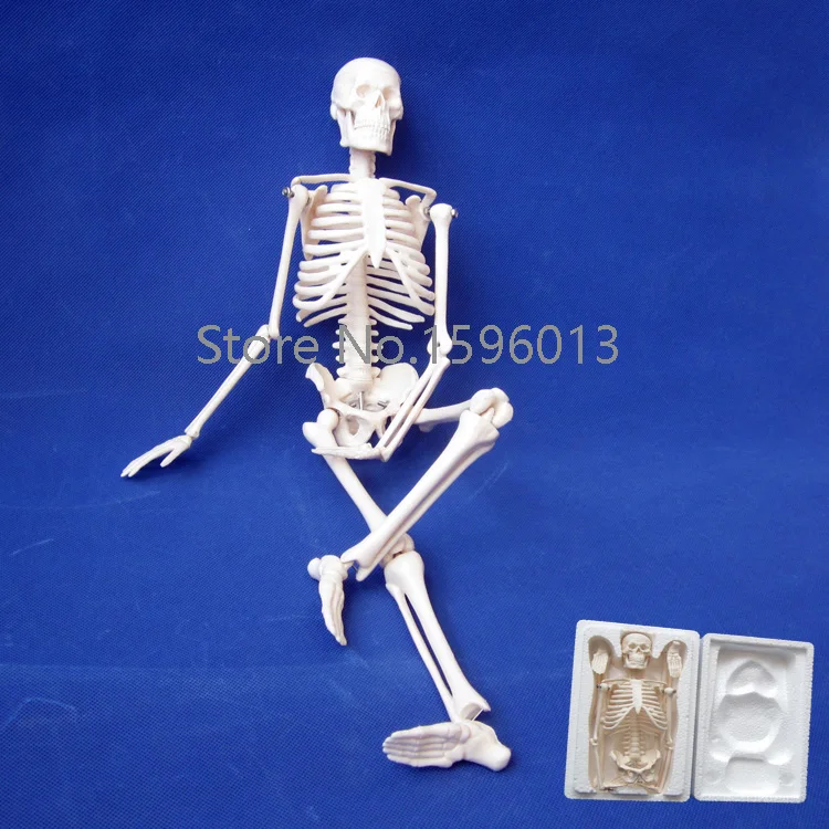 Online Buy Wholesale mini skeleton model from China mini skeleton model