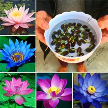 Special Offers 10pcs/pack bowl lotus hydroponic plants aquatic plants flower pot water lily Bonsai Garden Special Offers 10pcs/pack bowl lotus hydroponic plants aquatic plants flower pot water lily Bonsai Garden