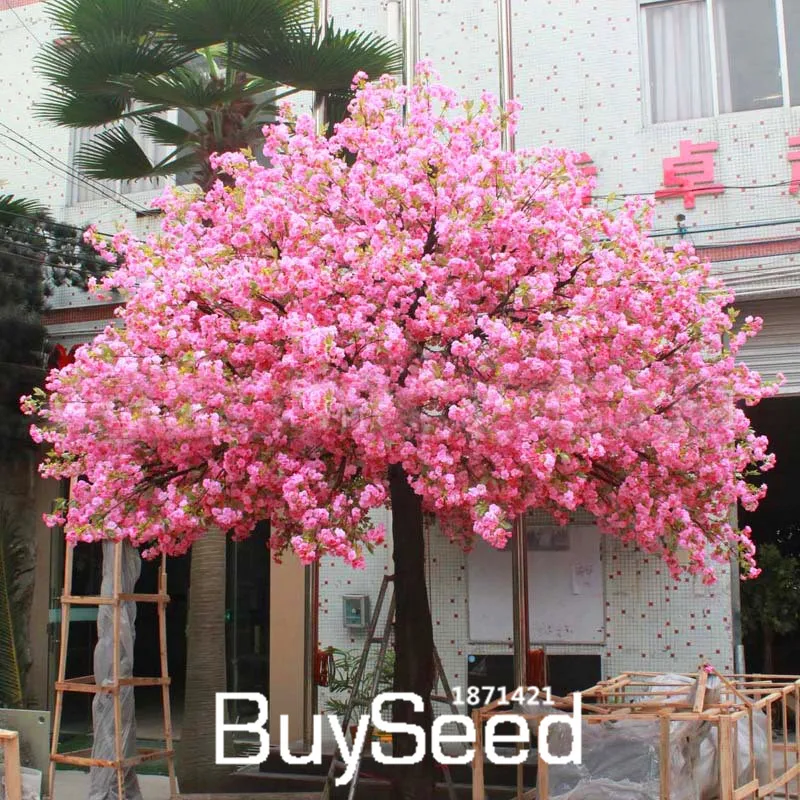 20 seeds Japanese Pink Cherry Blossom Tree Oriental Sweet Flower Seed