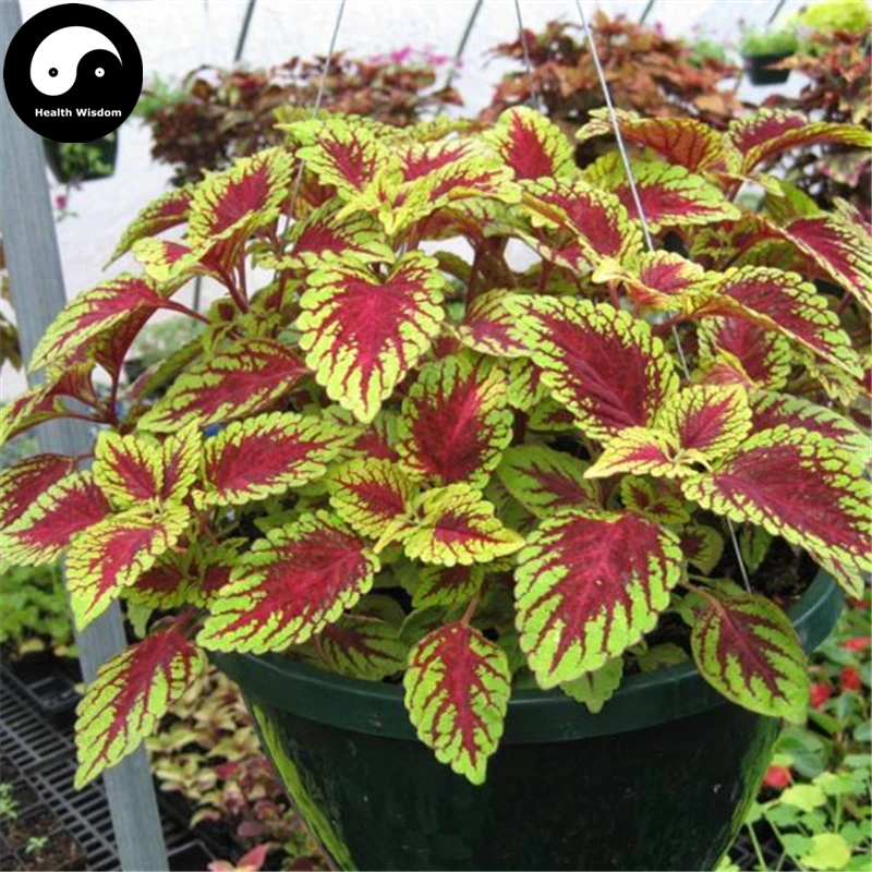 

Buy Coleus Scutellarioides Semente 400pcs Plant Coleus Blumei Grass Color Basil