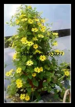 Горячие Продажи 10 ШТ. Сьюзан Семена Главная Сад Бонсай Семена цветов Thunbergia AlataChile Растения Часы Комнатные Растения Небольшое Дерево Горшок
