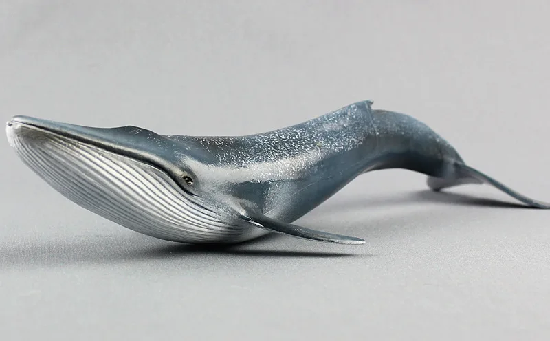 Marine life simulation Pygmy Blue Whale 