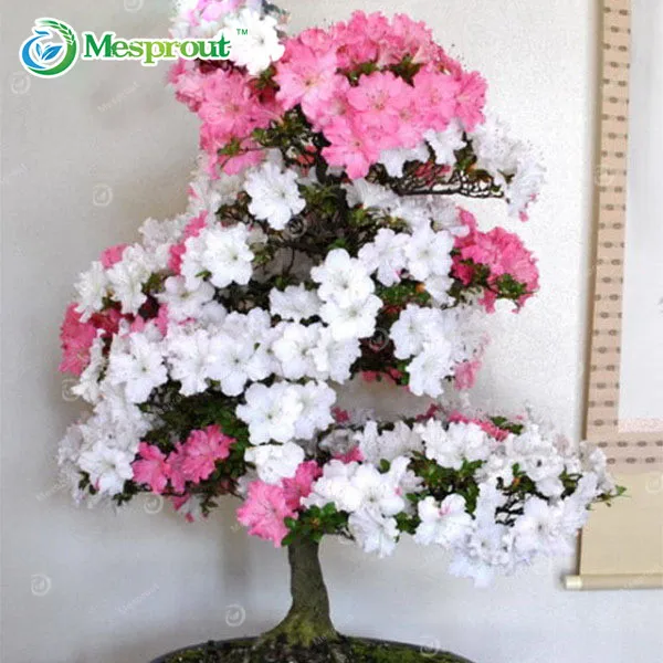 

100 Pcs / Bag Rare Bonsai Pink And White Azalea Bonsai Looks Like Sakura Blooms Azalea Flower Bonsai
