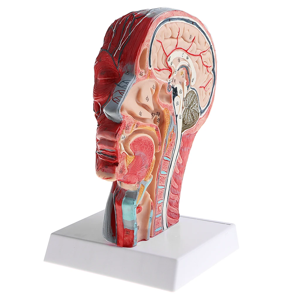 1:1 Human Half Head & Neck W/Vessel Nerve Anatomy Model for Learning Resources 1:1 Human Half Head & Neck W/Vessel Nerve Anatomy Model for Learning Resources
