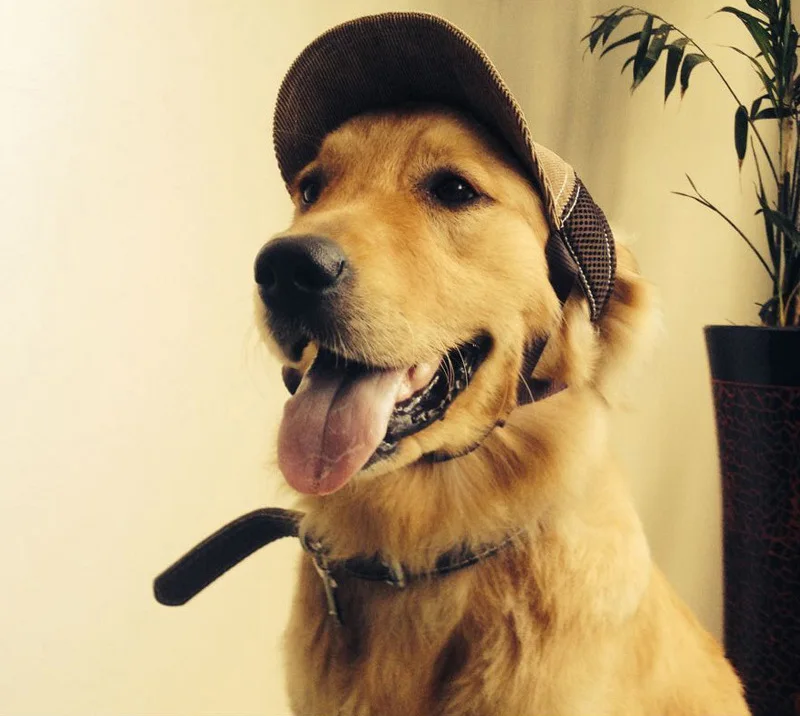 Large dog baseball cap