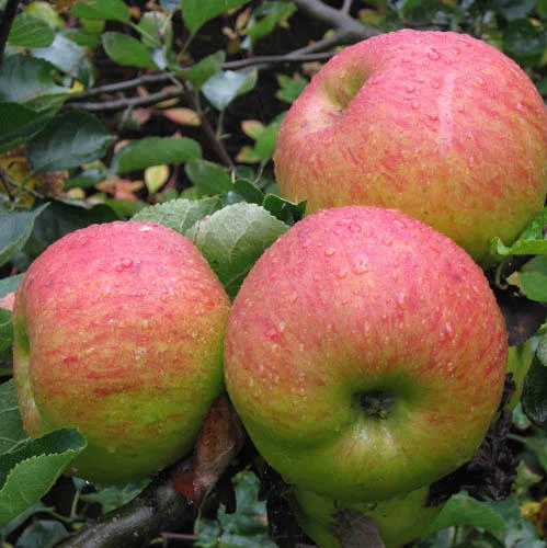 Online Buy Wholesale apple fruit tree from China apple ...