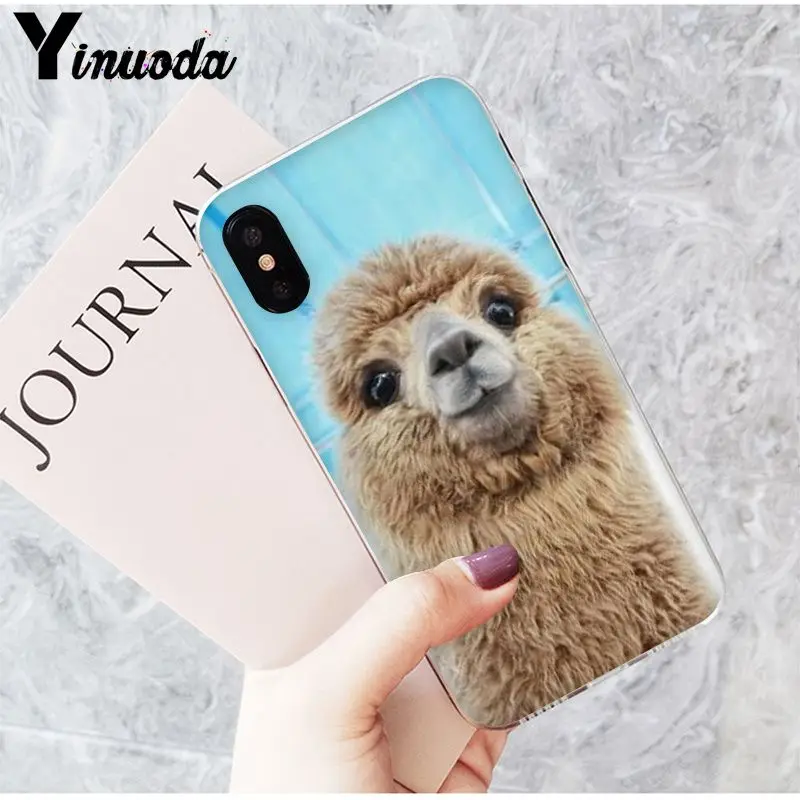 Lama Alpacas Animal
