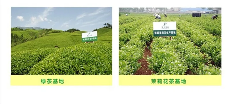 100g Monkey King Jasmine tea, flower tea, Hunan scented tea, Chinese grestest Famous brand tea lose Weight healthy green food 100g Monkey King Jasmine tea, flower tea, Hunan scented tea, Chinese grestest Famous brand tea lose Weight healthy green food