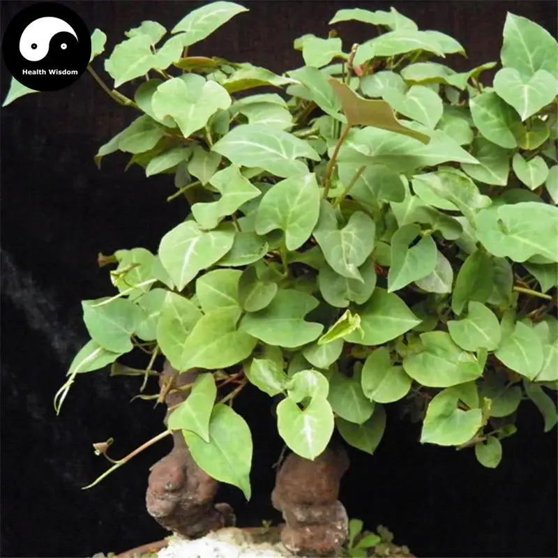 

Buy Real Polygonum Multiflorum Semente 100pcs Plant Herb He Shou Wu Grow Bonsai Fo-Ti