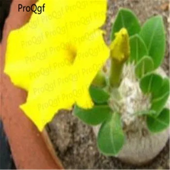 

Prodgf 3Pcs A Set true yellow Adenium Desert Rose