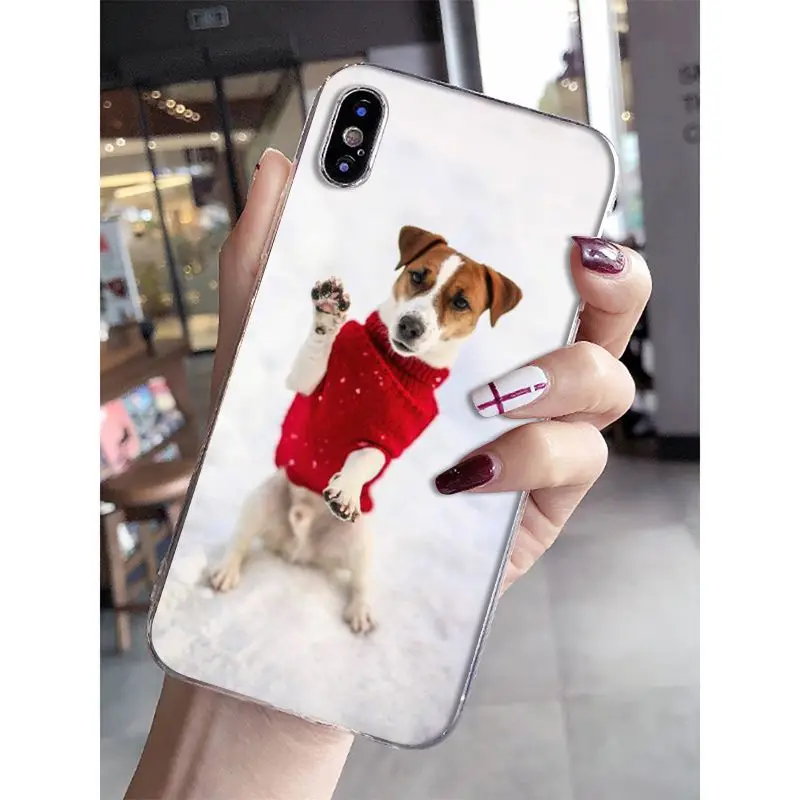 Jack Russell Terrier Dog
