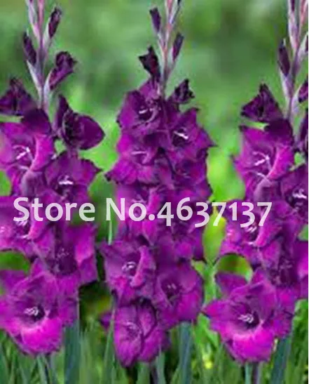 120 قطعة نادر مخطط جسمه السيف زنبق حديقة النباتات والزهور السحلية الزنبق بونساي Seedsplant Gandavensis عالية بقاء معدل