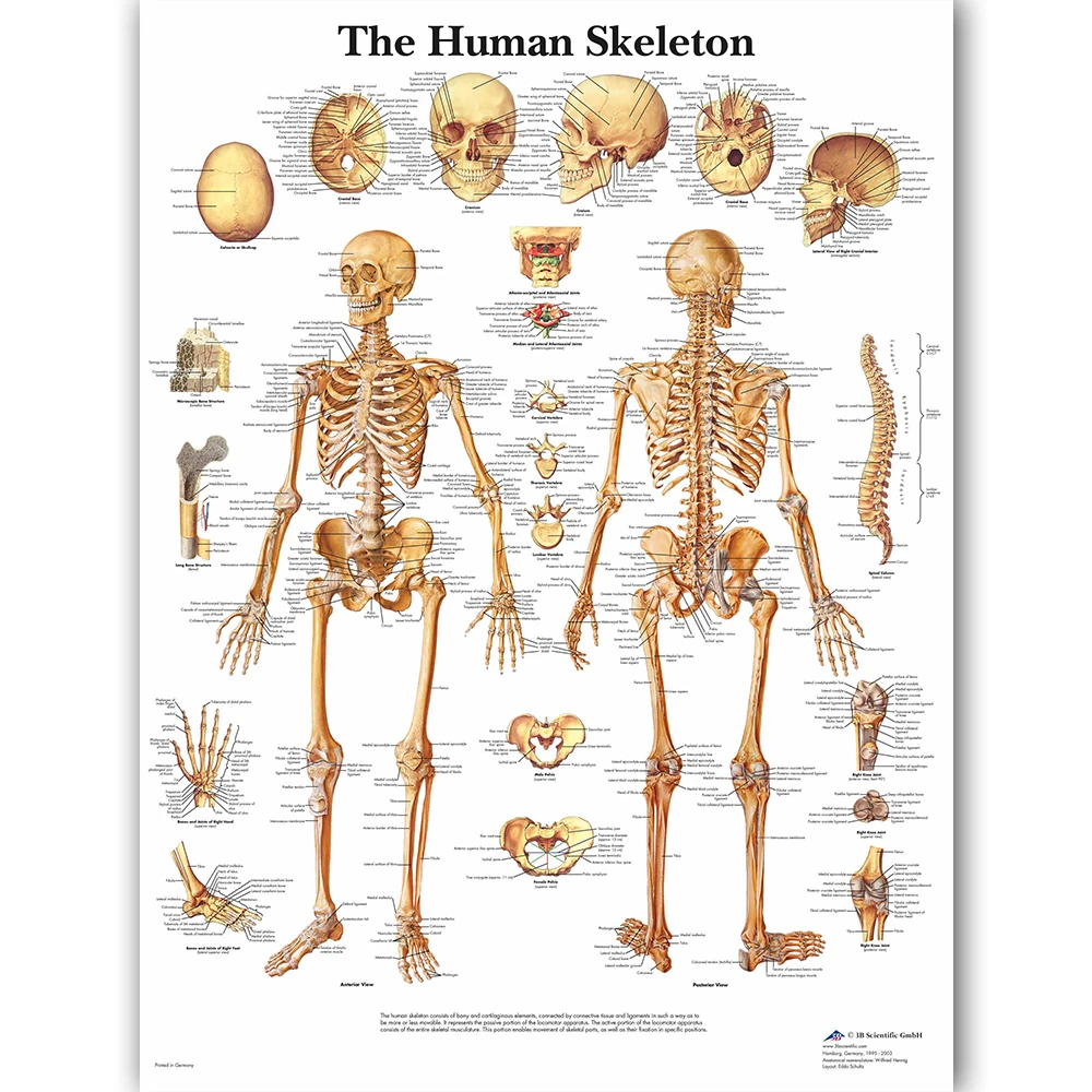 Wall Height Chart For Medical Office