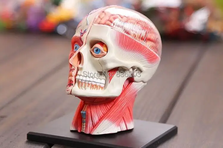 4D Master медицинский человеческий череп анатомическая модель скелета голова Анатомия Модель Стоматологическая модель зубов с esqueleto humano anatomia