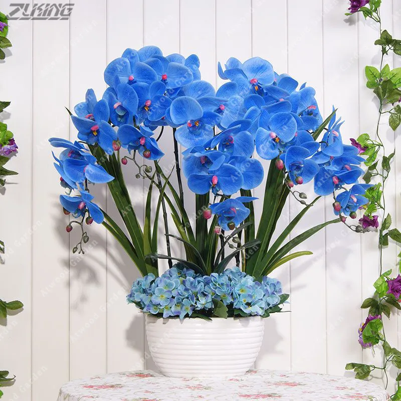 

ZLKING 100 PCS China Real Unique Beautiful Blue Phalaenopsis Bonsai Plant Natural Aroma Cymbidium Perennial Exotic Flower