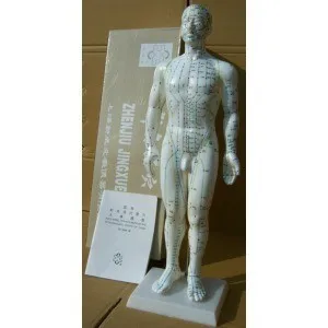 

50CM English male or female acupoint model with user manual human acupuncture meridian points model free shipping