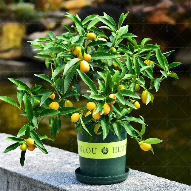 20pcs Kumquat bonsai Dwarf cumquat tree Four seasons ornamental orange fruit bonsai tree potted 20pcs Kumquat bonsai Dwarf cumquat tree Four seasons ornamental orange fruit bonsai tree potted