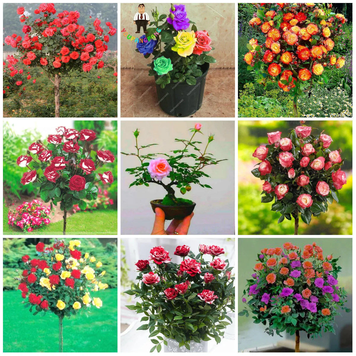 200 pcs 9kinds of rare rose flower together beautiful bonsai rose tree and climing rose flower