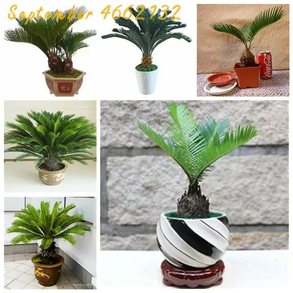 10 Pcs Mini Cycas bonsai, Sago Palm Tree plant,the budding rate 97%,Cycads Tree For Home Garden Big Bonsai
