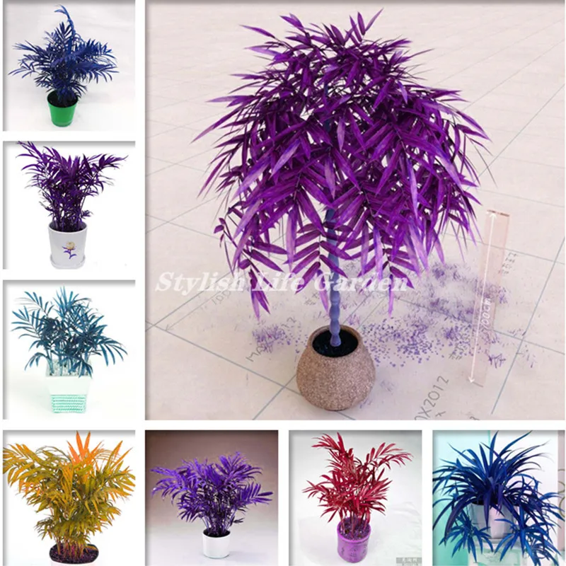

50 Pcs Rare Palm Tree bonsai,Exotic Plants Tree Bonsai Pots Planters Tropical Ornamental Balcony for Home & Garden Semenatsvety