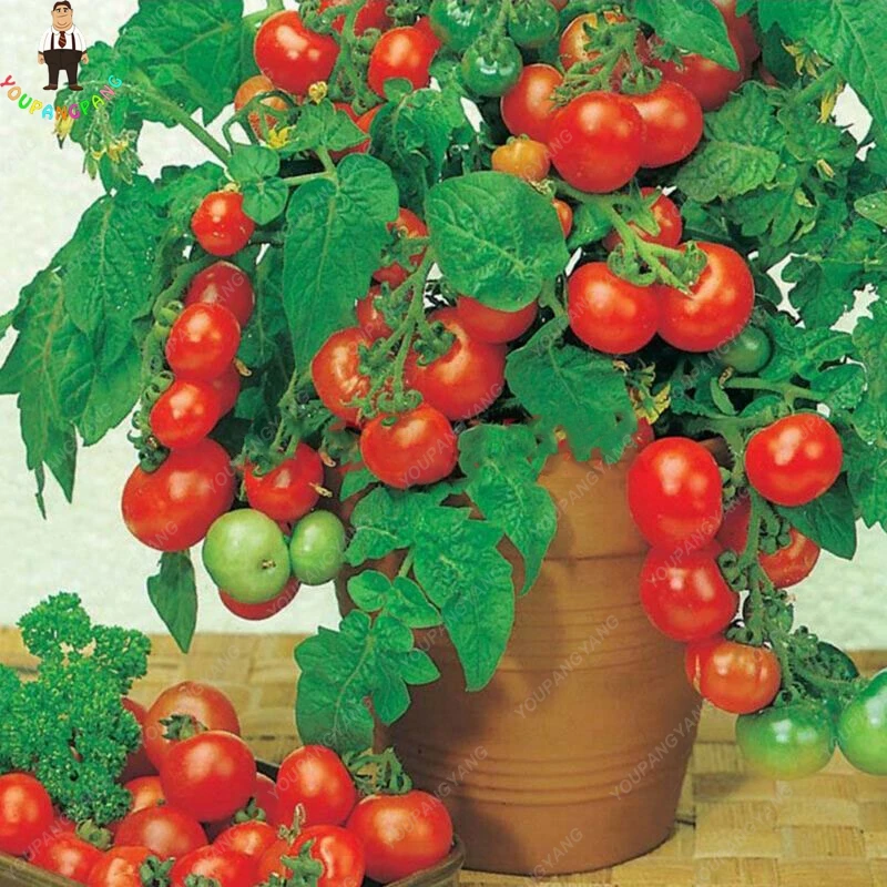

200Pcs Tomato Bonsai Plants Mini Cherry Potted Planting Sweet Fruit&vegetable Organic Home Garden Tamoto Tree Outdoor Plantas