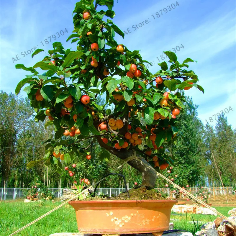 50pcs/bag Mini Apple Fruit Bonsai garden, Bonsai Mini Apple Tree, Apple