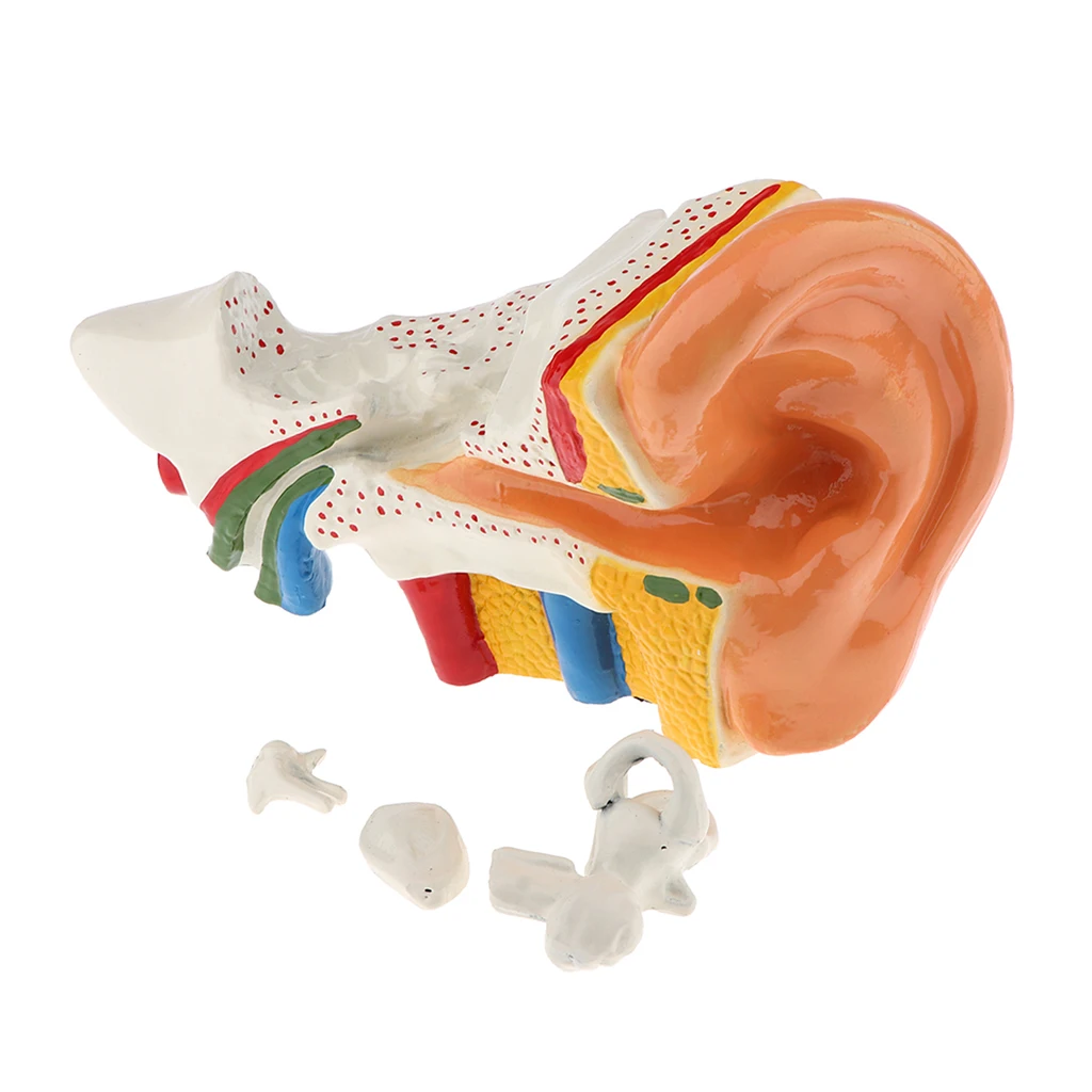 6 Times Enlarged Human Ear Anatomy Model Educational Learning Display Lab Equipment