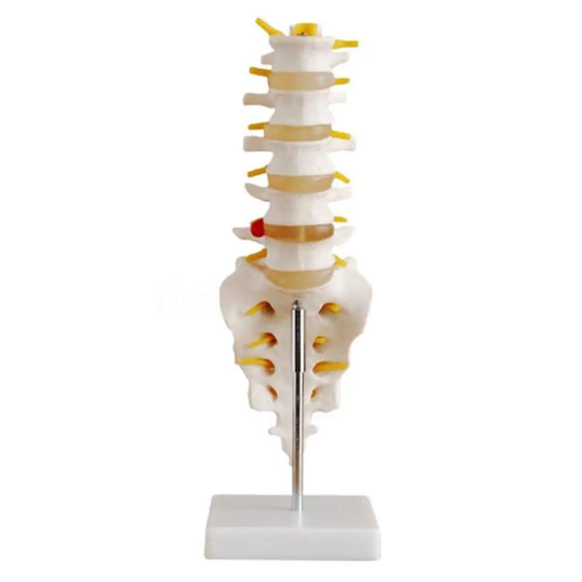 

30cm Life Size Chiropractic Human Anatomical Lumbar Vertebral Spine Anatomy Model School Educational Medical Teaching Model Tool
