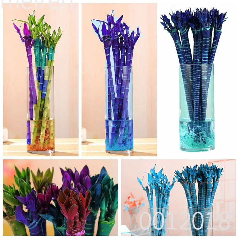 

Hot 50 Pcs Rainbow Bamboo Bonsai Seedling Lucky Moso Tree Plant For Home & Garden Decoration Potted Plants the Budding Rate 97%