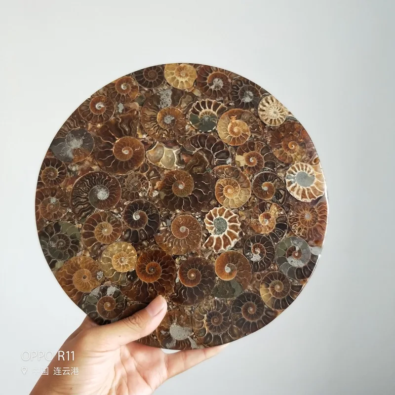 Настоящий аммонит Fossil disc образец минерала модная семья или свадебное украшение+ деревянная база