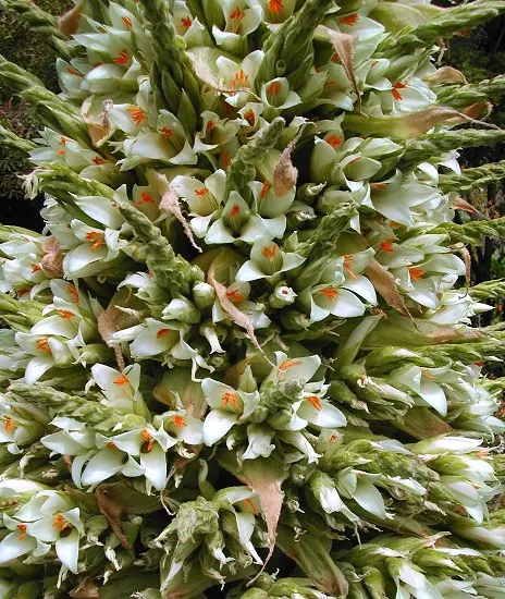 100 шт свежий настоящий Puya berteroniana Oo-Puya chilensis Flower F