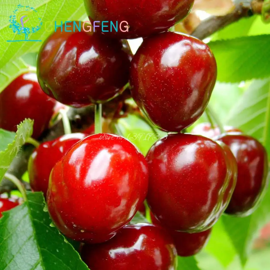 cherry tree no fruit 10pcs cherry seeds japanese fruit seeds mini bonsai draft tree no gmo big and sweet easy cherry tree no fruit 10pcs cherry seeds japanese fruit seeds mini bonsai draft tree no gmo big and sweet easy