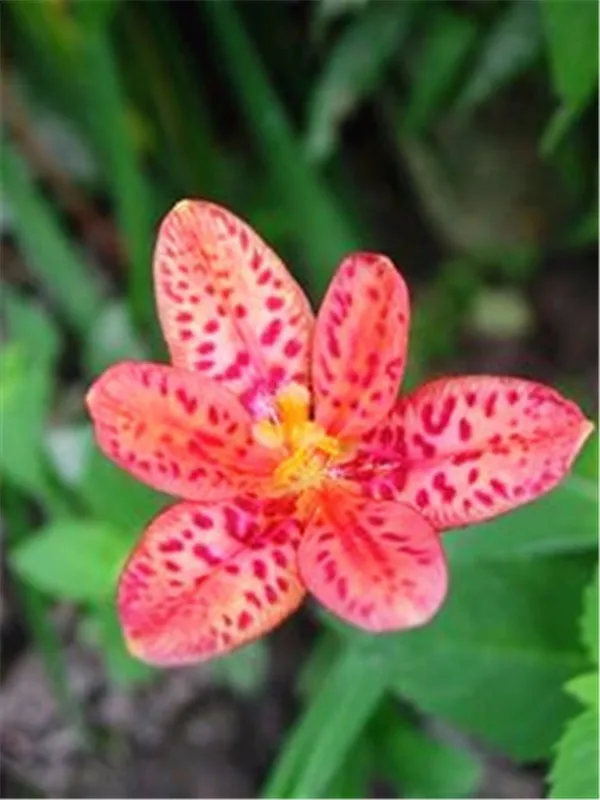 1000 Pc Strange Toad Lily Flower Petal Seedsplant Rare Lilium Fragrant Balcony Garden Spots Flowers Potted Plant bonsai Plantas 1000 Pc Strange Toad Lily Flower Petal Seedsplant Rare Lilium Fragrant Balcony Garden Spots Flowers Potted Plant bonsai Plantas