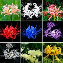 Большая распродажа! Семена ликориса в горшках семена ликориса семена цветов для сада Многолетние растения посадки 50 семян/Лот,# CMJTY2