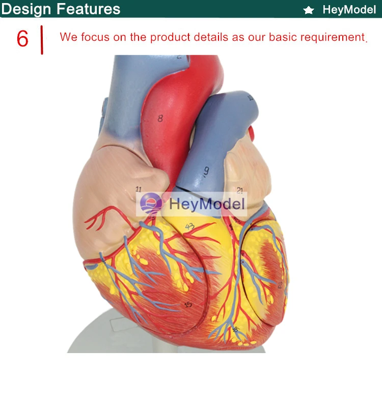 Heymodel взрослых Сердце Модель removabal 2 раза расширения