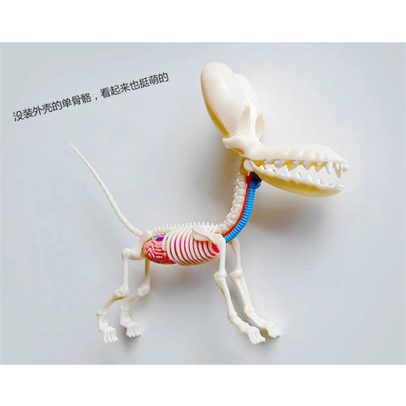 4D большой воздушный шар собака интеллект Сборка игрушки сборка игрушка перспектива анатомическая модель DIY популярная научная техника