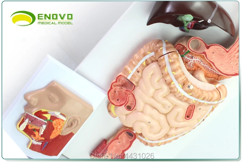 ENOVO медицинский модель пищеварительная система человека пищеварительный тракт железы внутренней медицины анатомическое строение орган