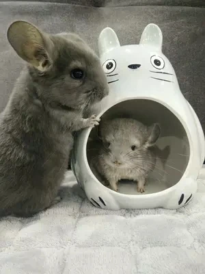 

Dragon Cat Ceramic nest oversized hedgehog rabbit demon King Summer cooling ice house cool room ceramic Chinchilla Rabbit
