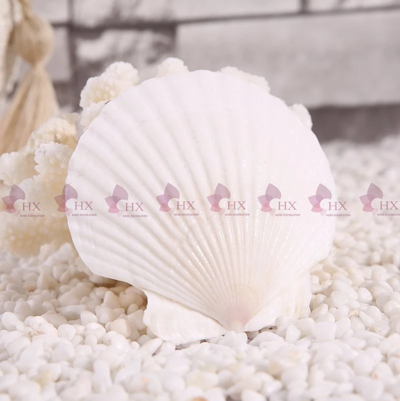 HTB1B.XLLpXXXXcOXFXXq6xXFXXXE