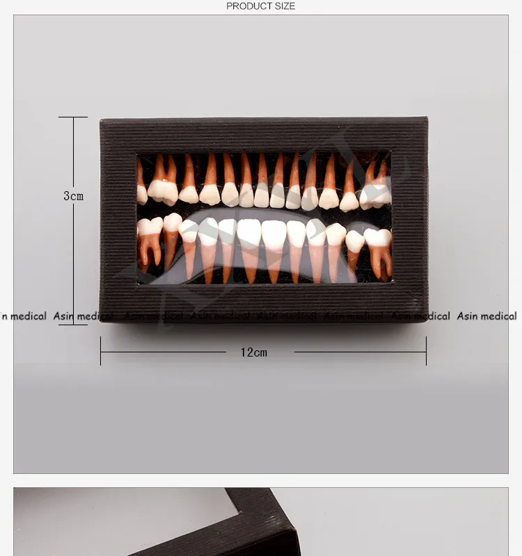 Высокое качество стоматологические пероральные 28 шт. взрослые постоянные модели зубов полный месяц стоматологический подарок коммуникационные модели зубов